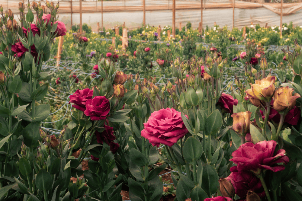 Contacto para eventos