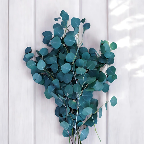 EUCALIPTO DOLAR MONEDA