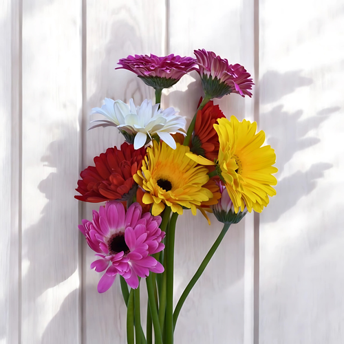 GERBERAS