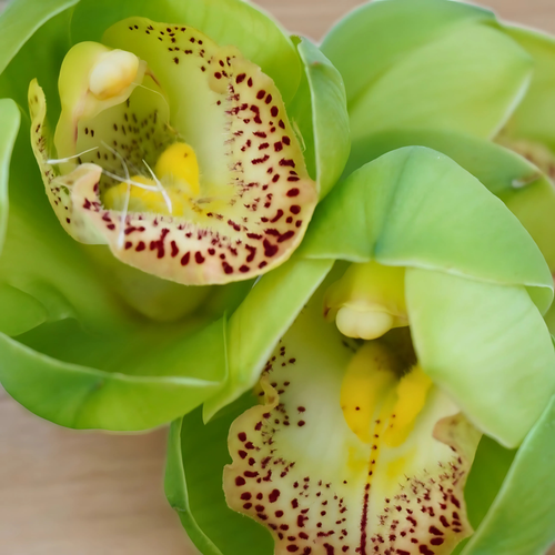 ORQUIDEA CIMBIDIUM
