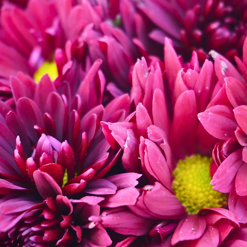 MARGARITA BRANDI UVA