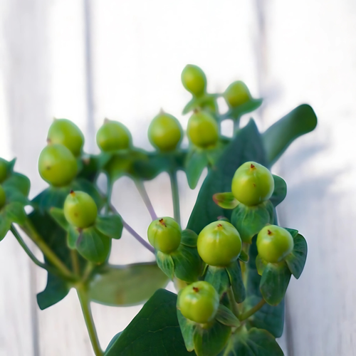 HYPERICUM