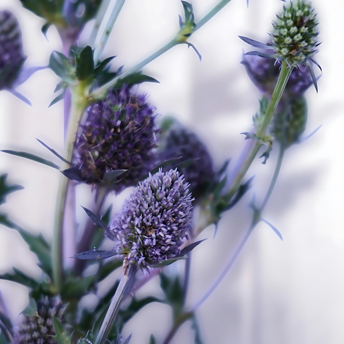 ERYNGIUM