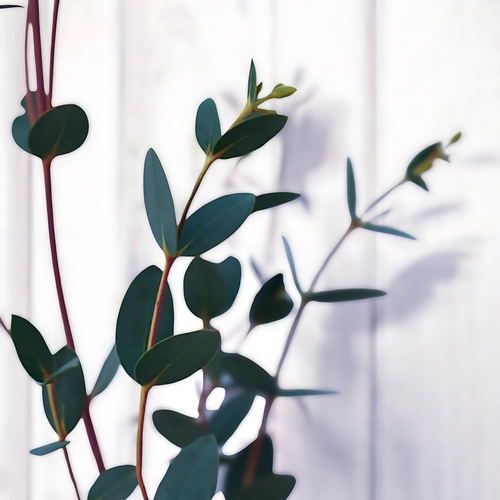 EUCALIPTO PARVIFOLIA