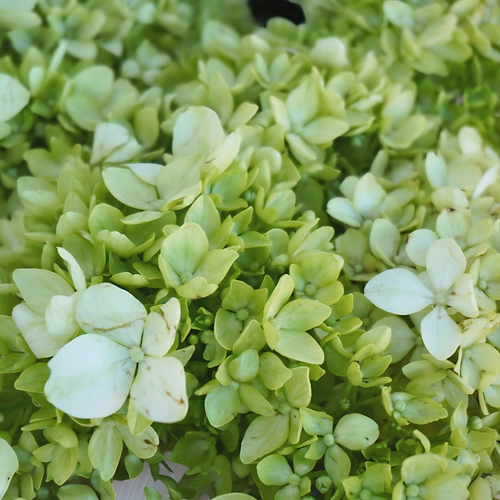 HORTENCIA VERDE