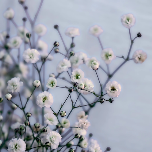 GYPSOPHILIA