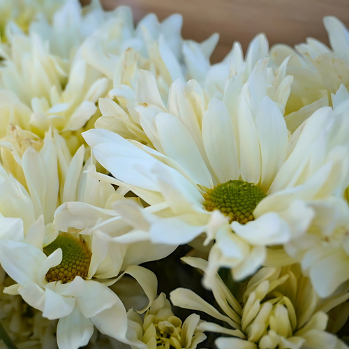 MARGARITA VELO DE NOVIA