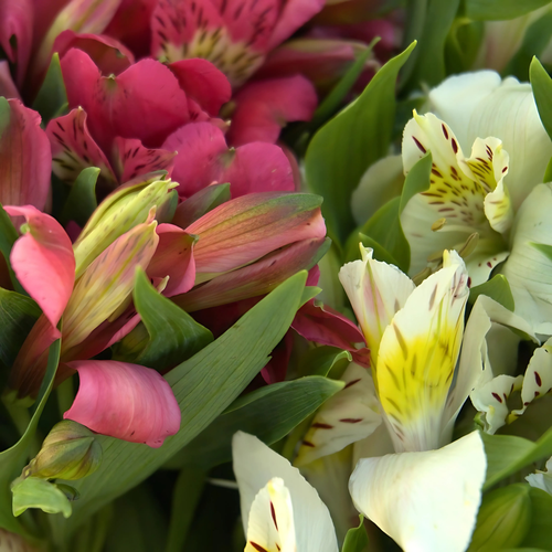 ALSTROEMERIA