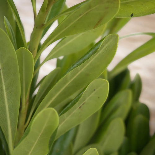 FOLLAJE CLAVO JAPONES