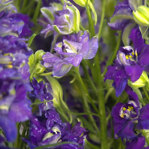 ESPUELA DE CABALLERO