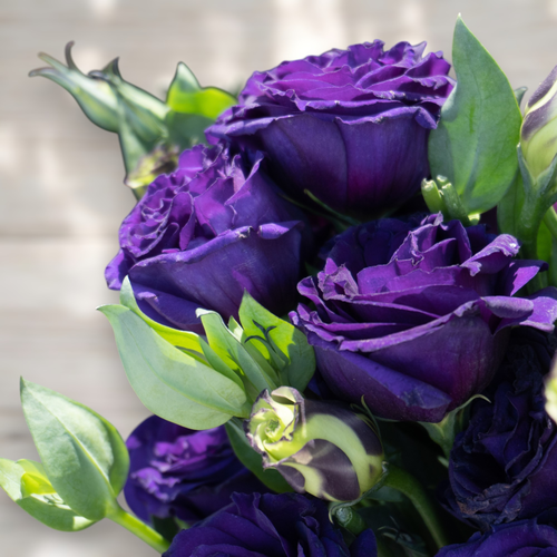 LISIANTHUS MORADO